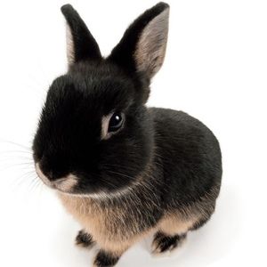 Meet your Posher, Ellie